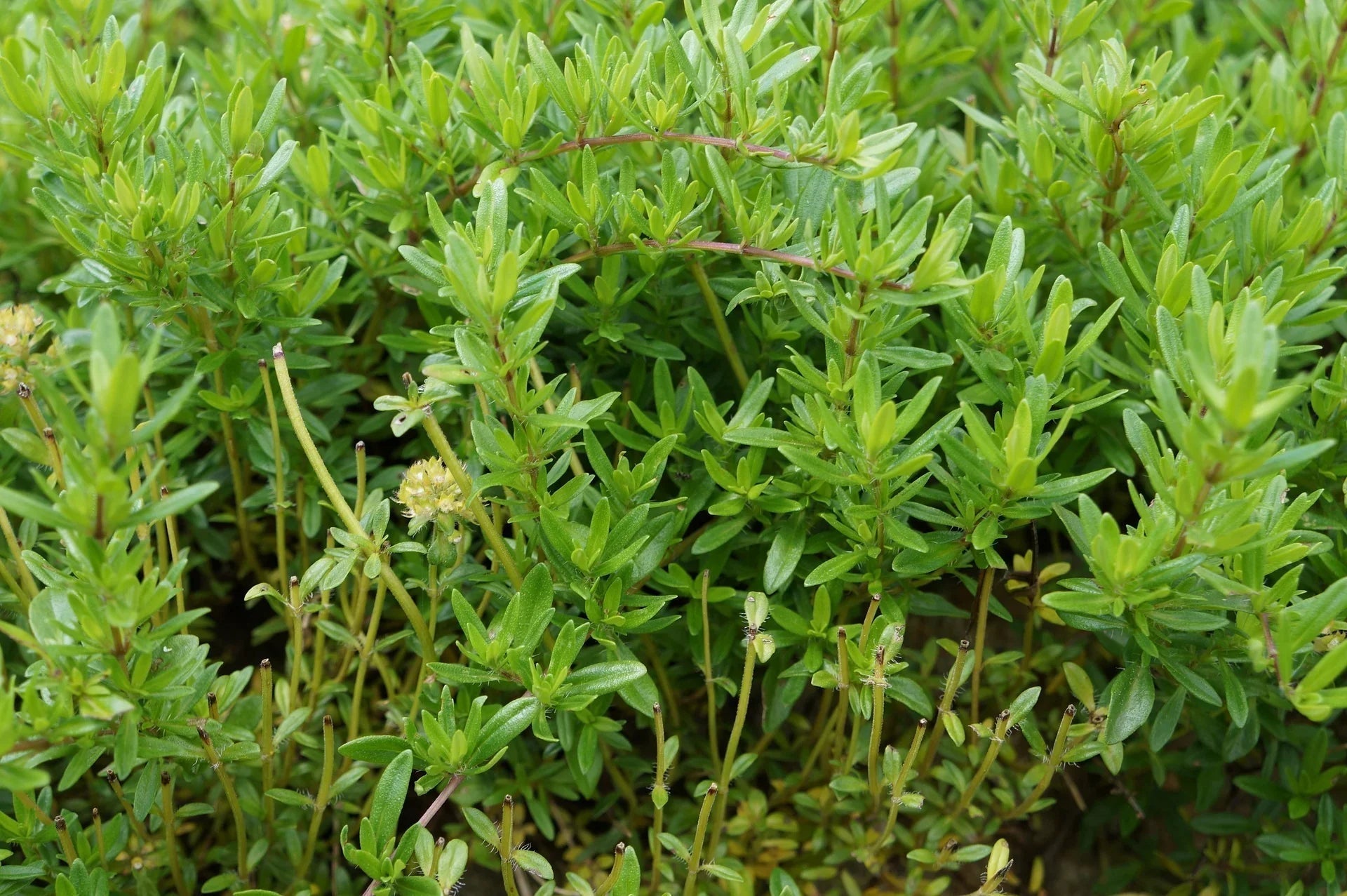 Closeup of green organic cotton plant leaves in natural setting