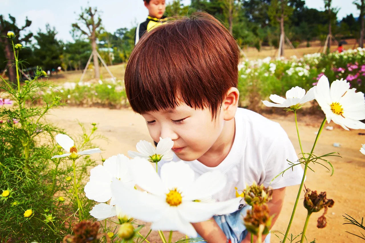 Young boy in white cotton shirt smelling white wildflowers outdoors, spring allergy-free clothing
