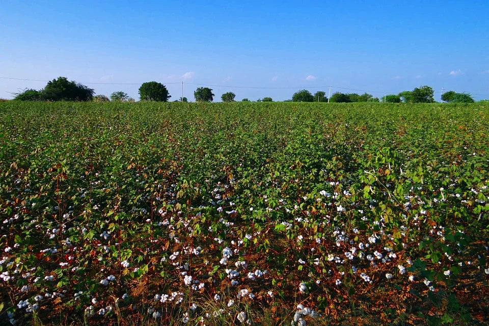 Lush organic cotton field under blue sky, showing cotton plants ready for harvest