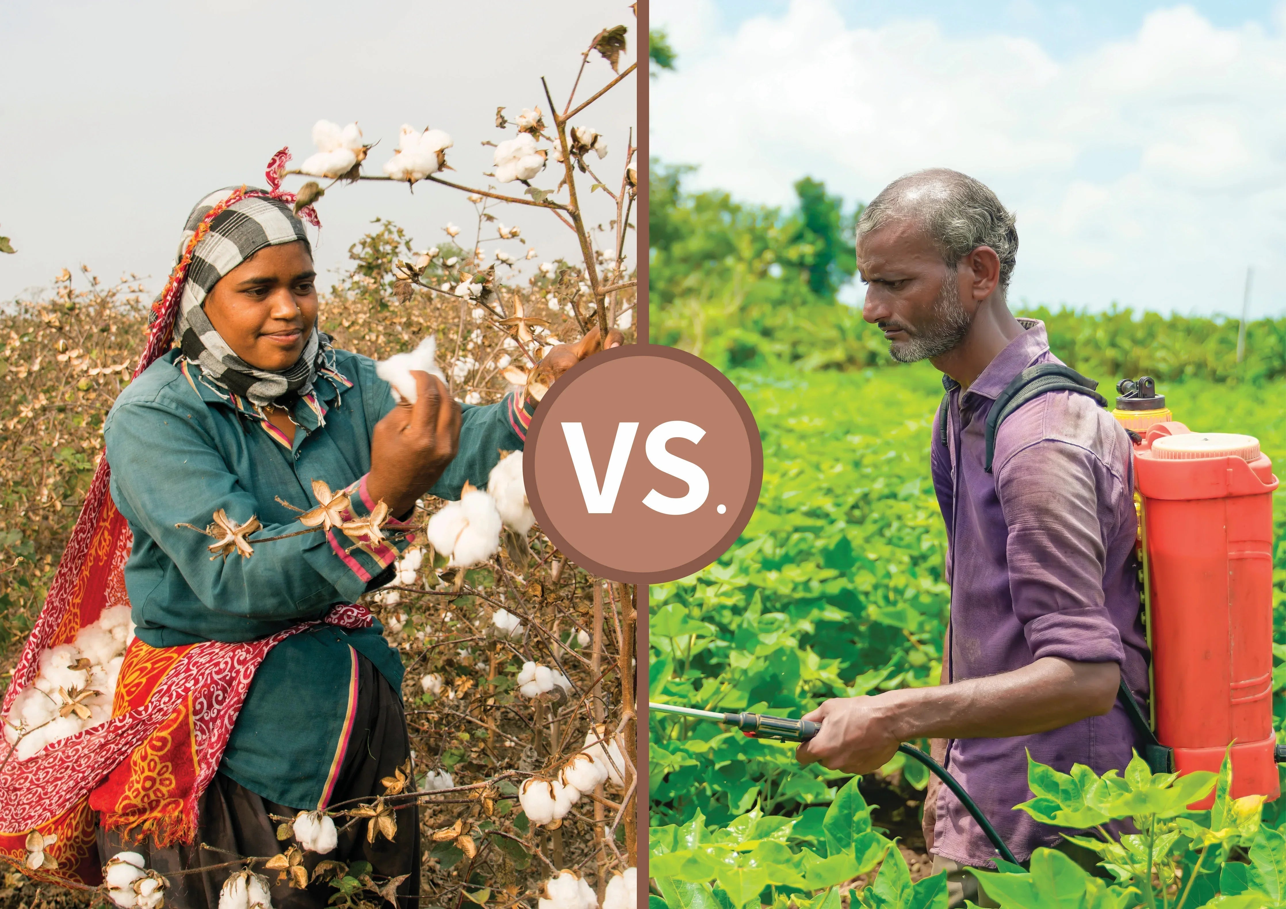 Side-by-side comparison: woman harvesting organic cotton vs. man spraying crops with chemicals