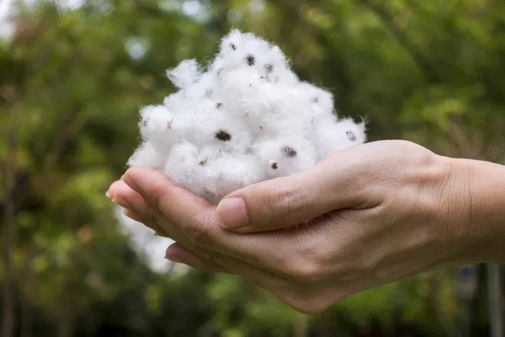 Hand holding raw cotton, allergy-free apparel concept, natural fibers outdoors