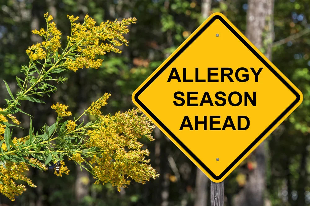 Yellow allergy season ahead sign beside blooming plant outdoors, highlighting pollen allergens