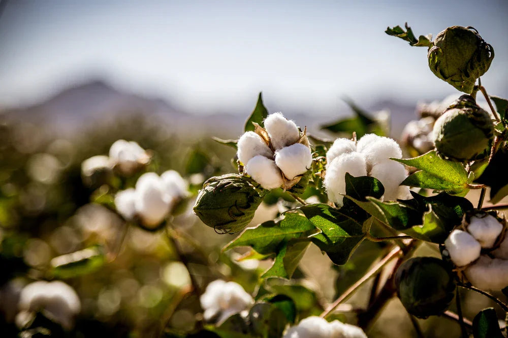 Close-up of cotton plants in a sunny field, hypoallergenic cotton for allergy-free apparel