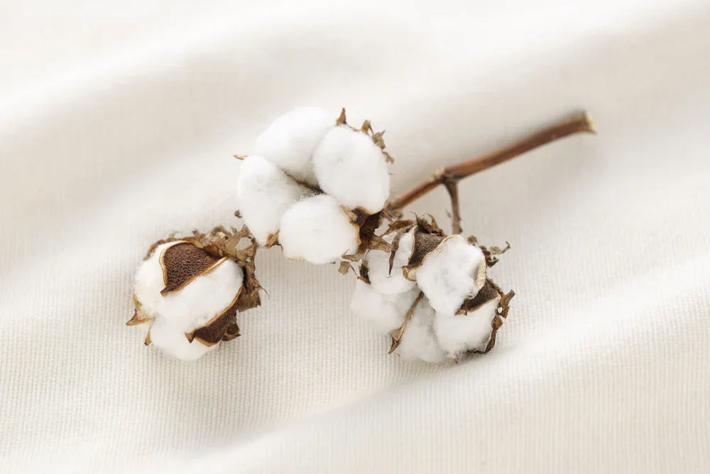 Organic cotton boll on soft white hypoallergenic fabric, allergy-free apparel concept