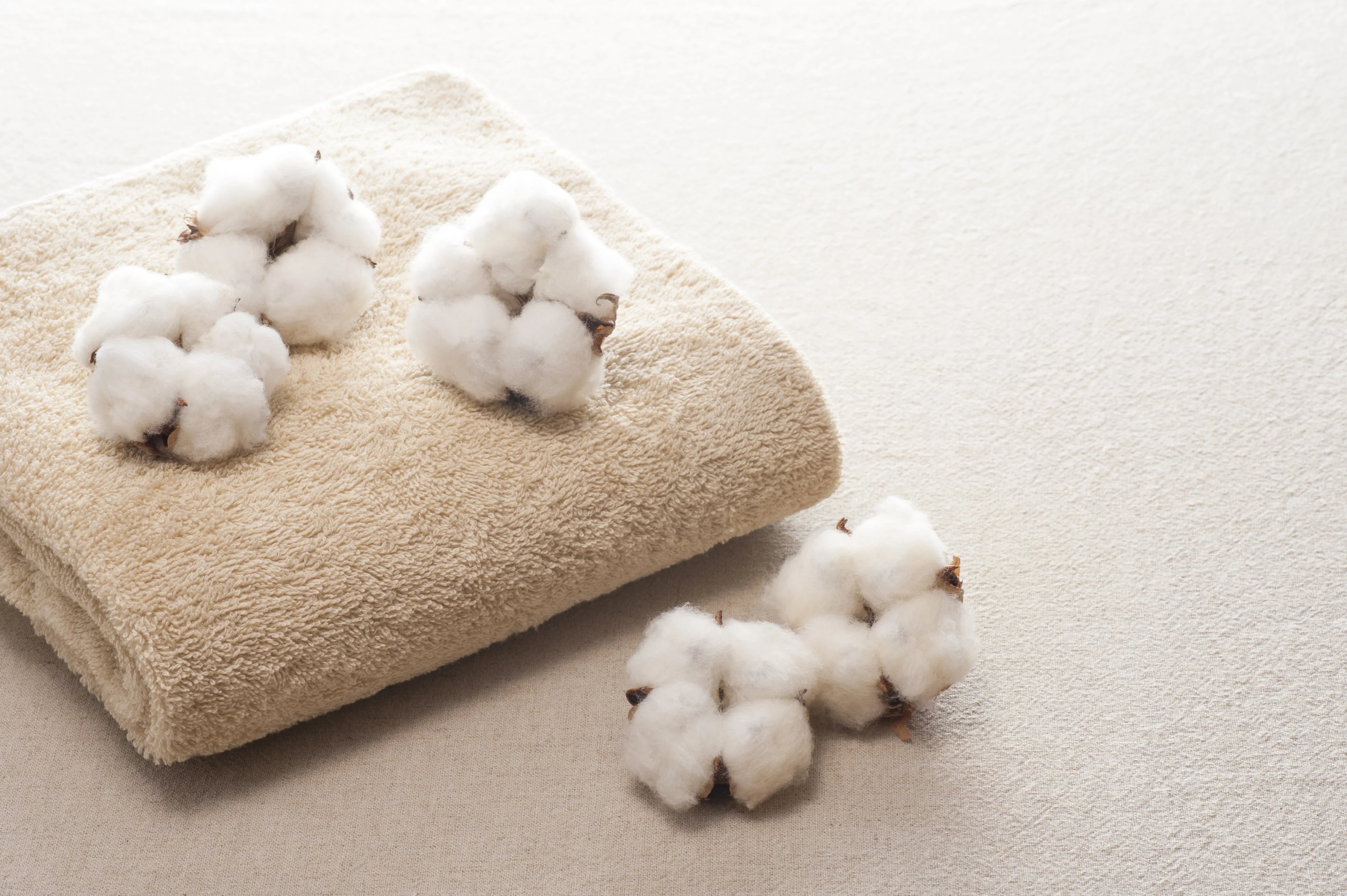 Raw cotton bolls on a beige towel, promoting allergy-free cotton apparel