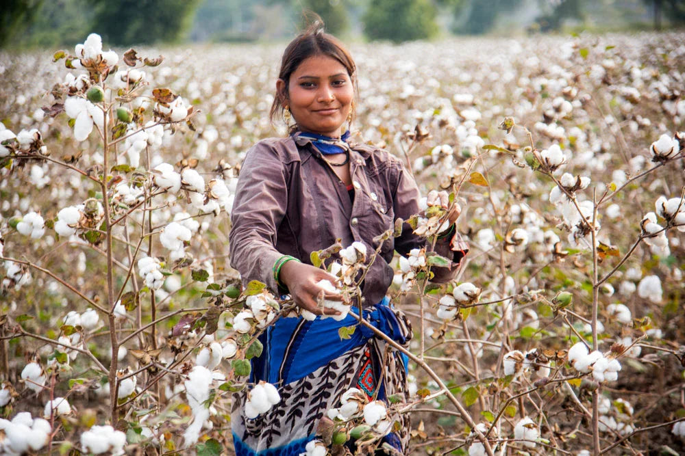 Woman harvesting organic cotton in a cotton field, surrounded by cotton plants