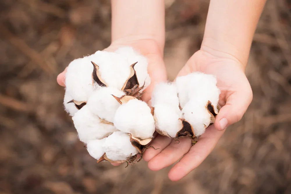 Hands holding raw organic cotton, natural hypoallergenic fiber for sensitive skin clothing