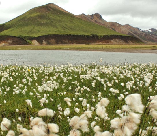 Cottonique - Allergy-free Apparel